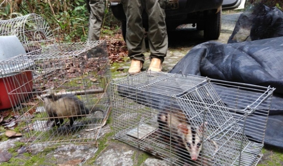 Mais de 120 animais silvestres são devolvidos à natureza