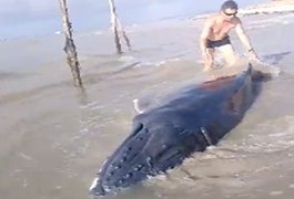 Filhote de jubarte, vivo, encalha em praia do litoral alagoano