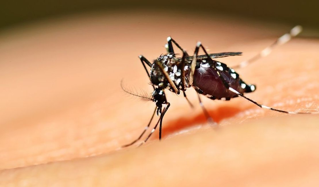 Exames que detectam chikungunya e zika podem ser feitos em laboratório público de AL