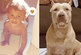 Bebê de dez meses morre após ser atacado por pitbull no Maranhão