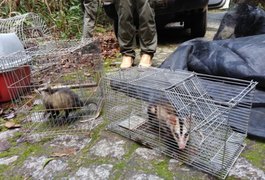 Mais de 120 animais silvestres são devolvidos à natureza