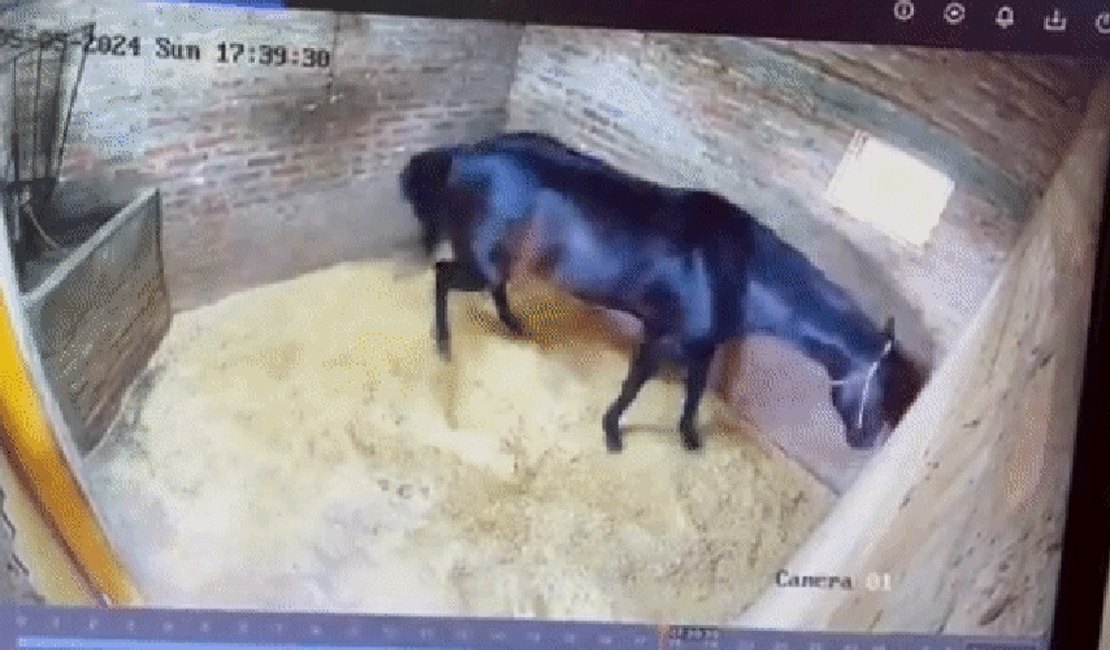 Vídeo mostra o momento em que cuidador mata cavalo avaliado em R$ 150 mil em haras na Argentina