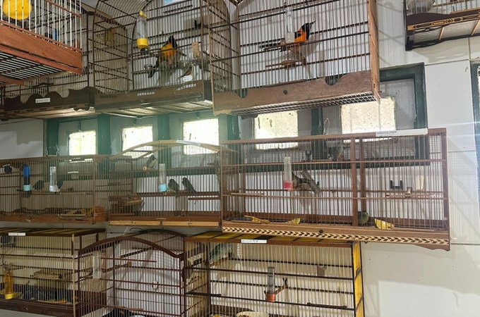 Cetas recebe aves em situação de maus-tratos após apreensão no Aeroporto Internacional Zumbi dos Palmares