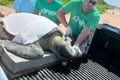 Tartaruga-verde encalhada é resgatada pelo Biota em praia de Alagoas