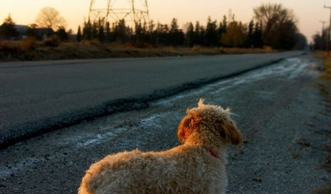 Mulher encontra cachorro na rua e se recusa a devolvê-lo para a dona no MS