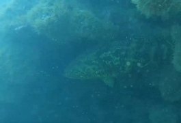 Peixe mero, ameaçado de extinção, é avistado em Coruripe