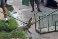 VÍDEO: Jacaré em via pública é resgatado pelo BPA em Marechal Deodoro