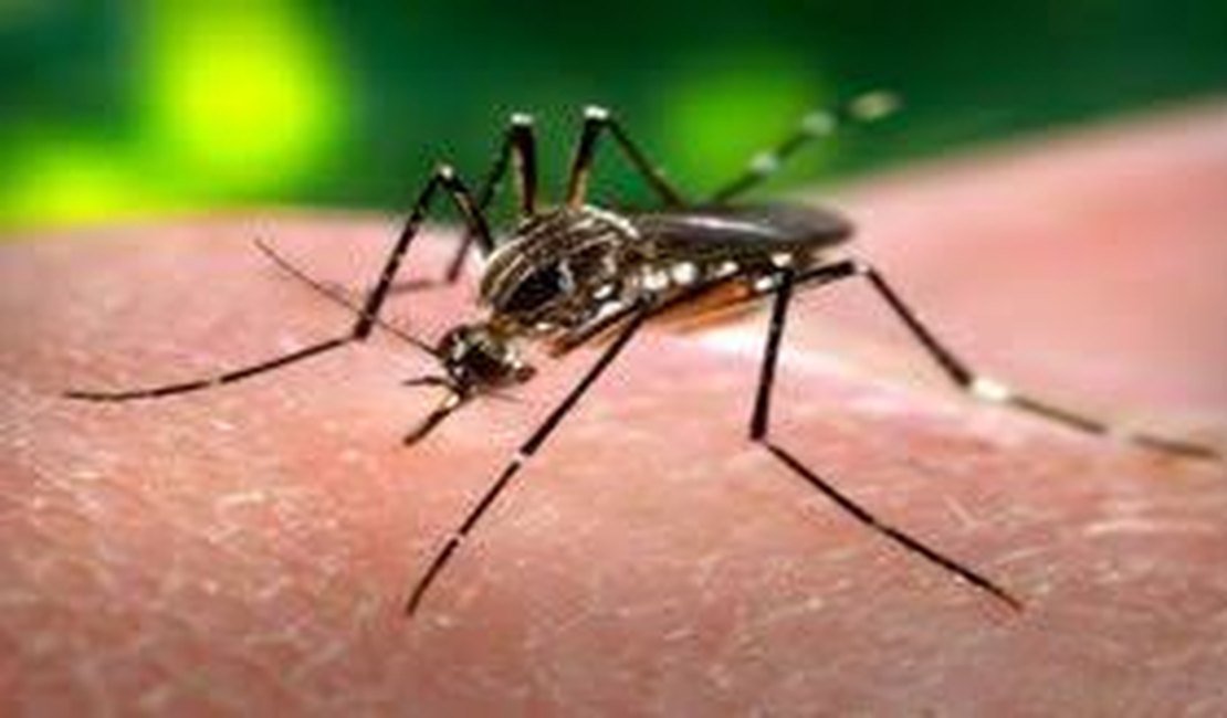 Estratégia de combate ao Aedes com larvicida vira política nacional