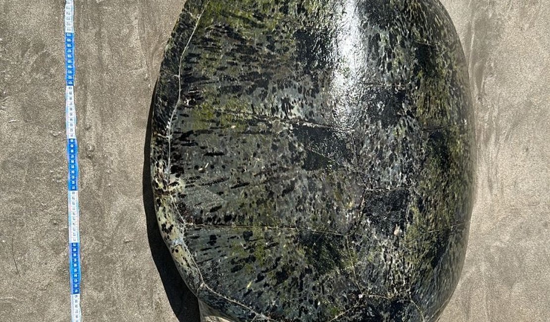 Tartaruga-verde adulta é encontrada morta presa em rede de pesca na Praia de Ponta Verde
