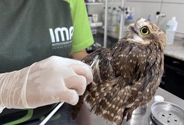 Uso indiscriminado de capturas para pragas urbanas pode ser um risco para animais silvestres, em AL