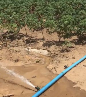 Vídeo. Operação da Casal flagra furto de água potável que irrigava plantio de mandioca em Arapiraca