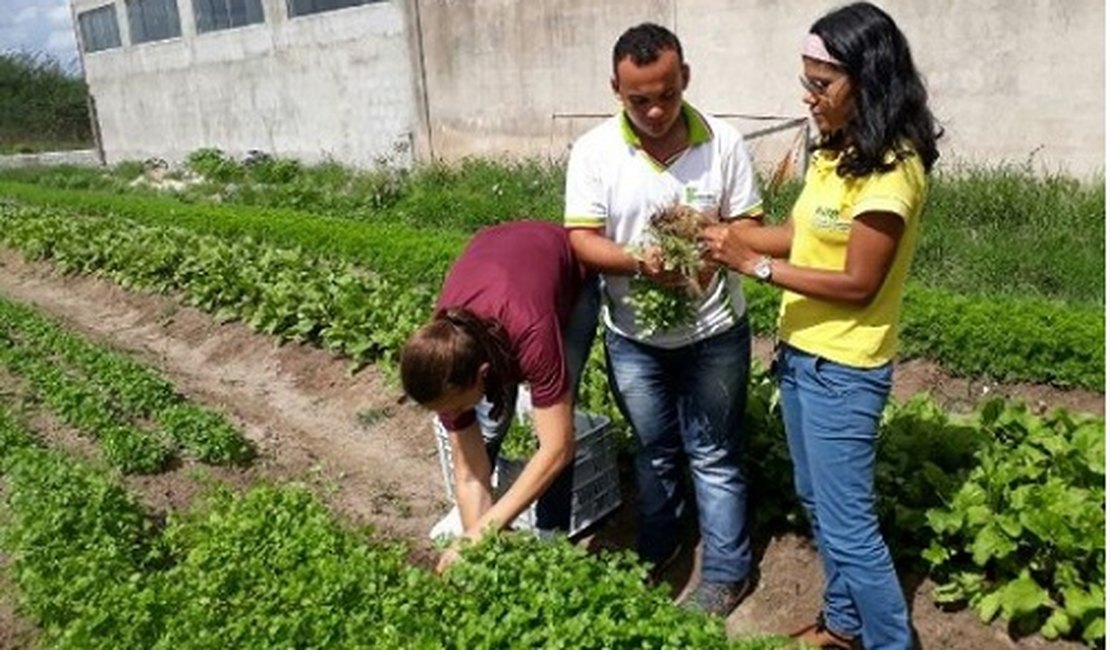 Projeto de hortas de ex-aluna da Uneal faz sucesso em São José da Tapera