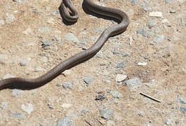 Vídeo. Policiais encontram cobra em pátio da Central de Polícia de Arapiraca