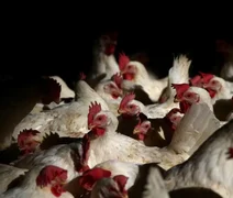 Brasil registra 122 mil casos de canibalismo entre frangos em 2025