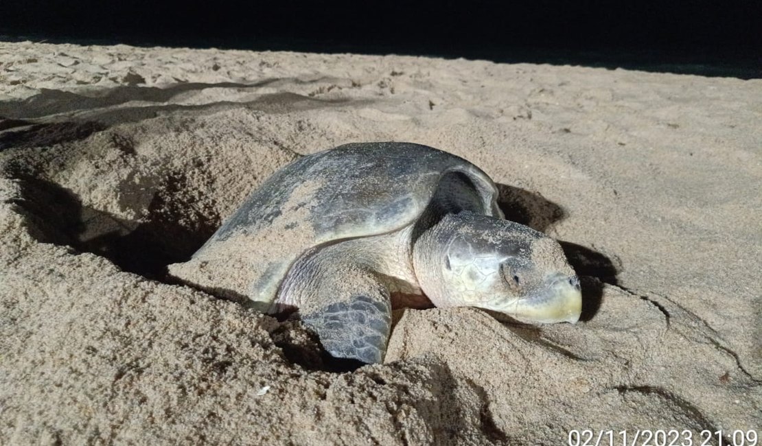 Veja registros: Tartaruga-oliva desova na Praia de Cruz das Almas, em Maceió