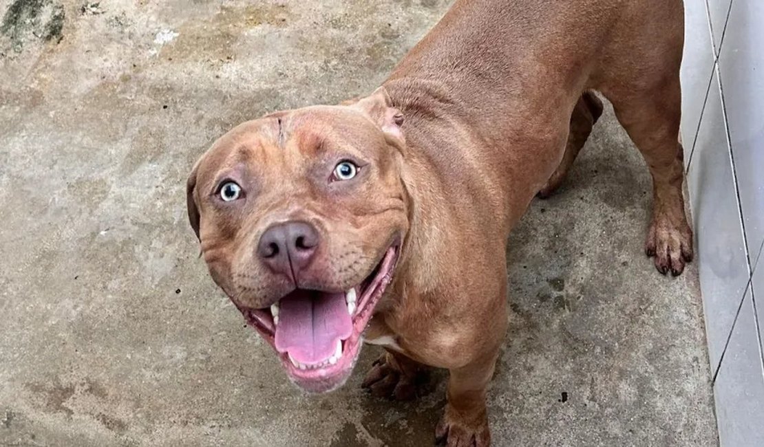 Criança de 5 anos morre após ser atacada por pitbull de 7 meses