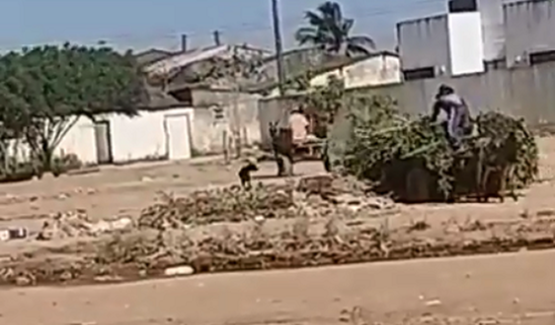 VÍDEO. Após limpeza, carroceiros voltam a descartar lixo em terreno ao lado de Ecoponto