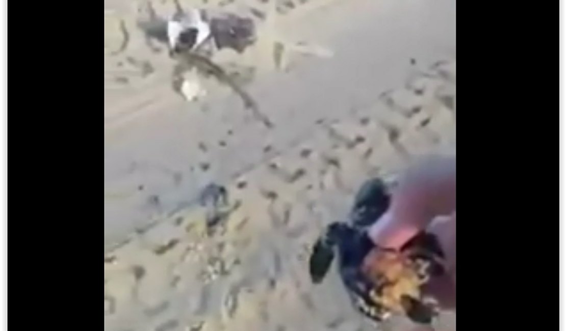 Vídeo: Veículos matam tartarugas em fase de desova no Litoral de Alagoas