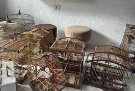 Polícia Militar resgata dezenas de aves silvestres em municípios do interior de Alagoas
