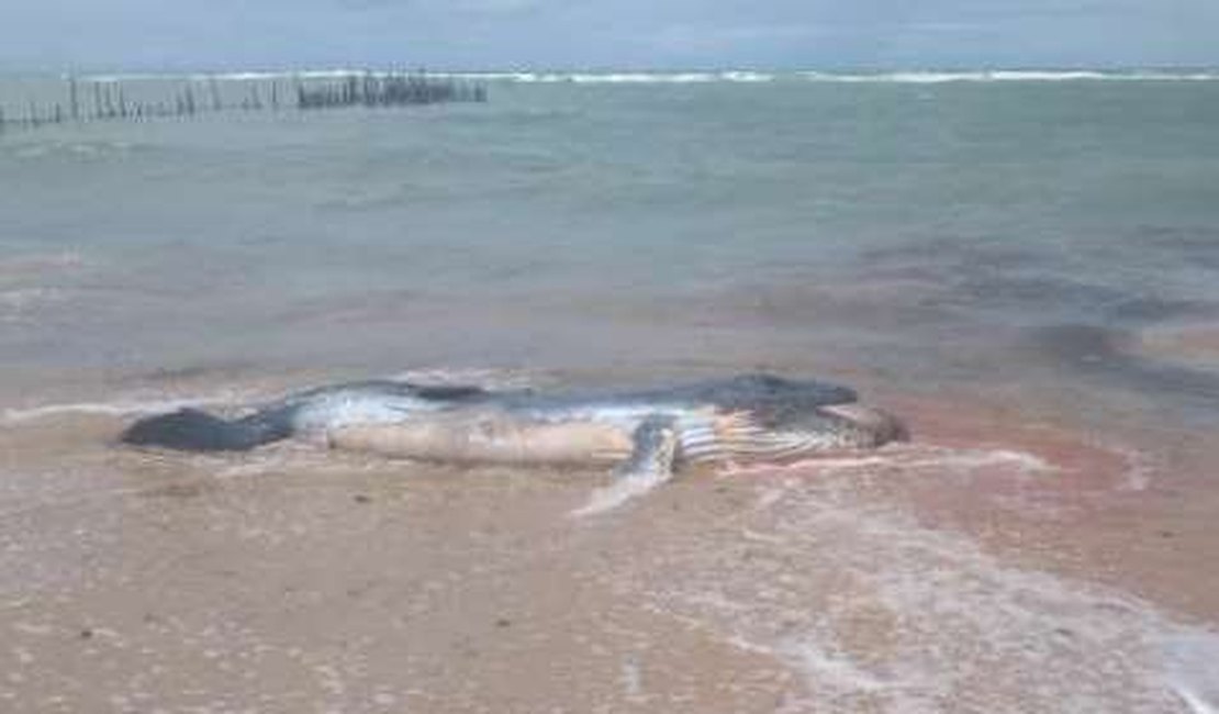 Filhote de baleia jubarte é encontrado morto na praia de Garça Torta, em Maceió