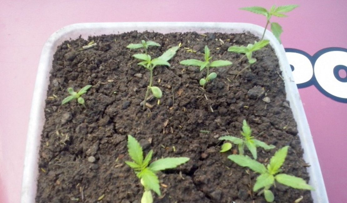 PM apreende pés de maconha plantados em vaso em Quebrangulo