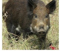 Porco bebum toma 18 latas de cerveja, fica bêbado e briga com vaca