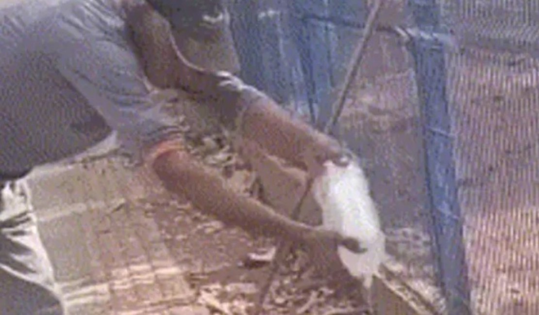 VÍDEO: Trabalhador tenta dar água para lagarto teiú, é atacado e perde parte do dedo no MT