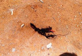 Cabeça de uma pessoa ainda sem identificação de sexo é encontrada em Rio Largo