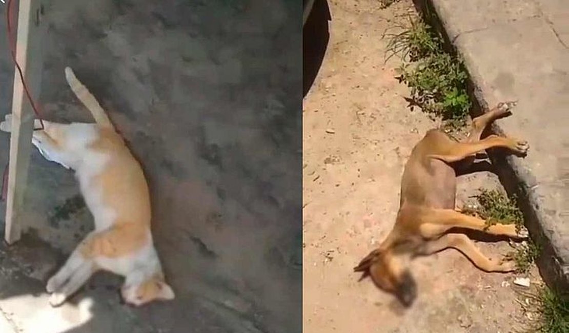 Polícia investiga mortes de mais de 10 animais no interior de Alagoas