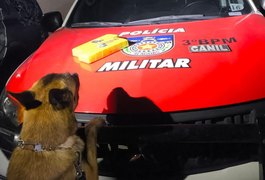 Polícia apreende quase dois quilos de maconha em terreno baldio no bairro Boa Vista, em Arapiraca