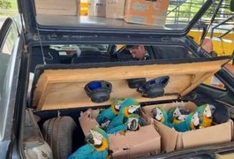 PRF flagra jacaré e pássaros transportados ilegalmente em porta-malas