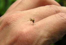 Hospital registra aumento nos casos de zica e chikungunya em Arapiraca