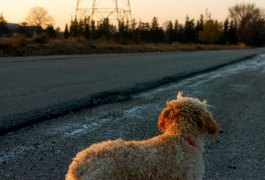 Mulher encontra cachorro na rua e se recusa a devolvê-lo para a dona no MS