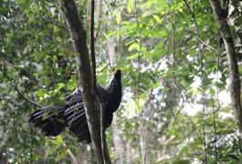 Mutuns-de-alagoas voltam à natureza após mais de 40 anos