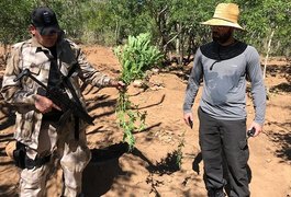 Operação integrada destrói plantio com cerca de 700 pés de maconha no sertão de Alagoas