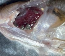 Morte de peixes: laudo de pesquisadores da Ufal revela pesticidas na laguna Mundaú
