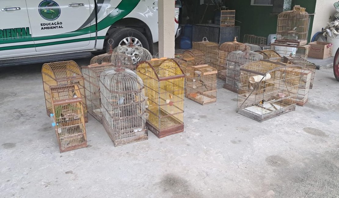 PM resgata 40 aves silvestres durante operação ambiental no interior de Alagoas