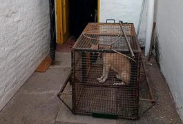 Casal de aposentados é encontrado morto dentro de casa com parte dos corpos comida por cães