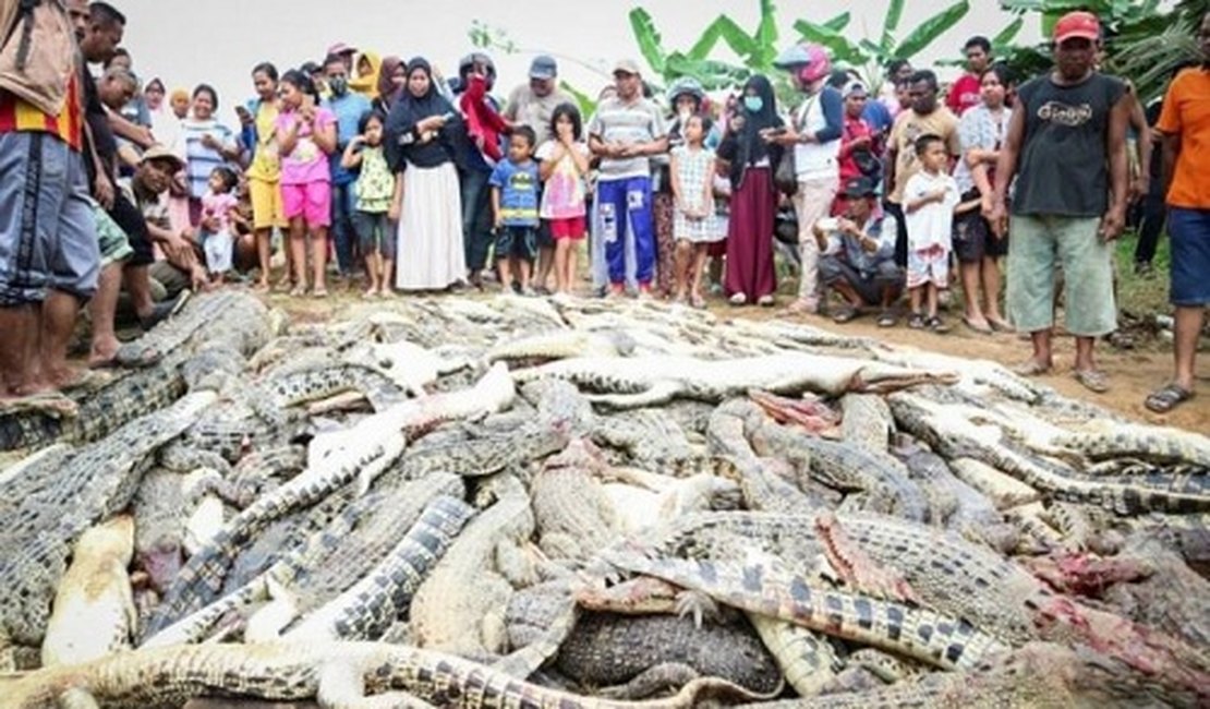 Comunidade mata quase 300 crocodilos em vingança pela morte de vizinho