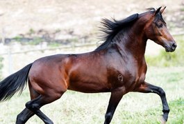 MPAL denuncia empresa e sócios por morte de 80 cavalos de raça em Atalaia e prejuízo de mais de R$ 82 milhões