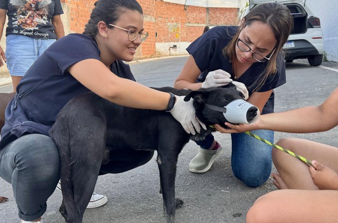 Lei estadual que garante proteção e o bem-estar dos animais já está em vigor