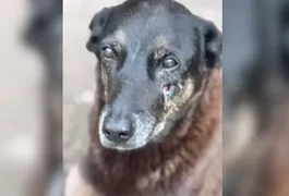 Cão Orelha: MP pede arquivamento de inquérito e afasta hipótese de agressão