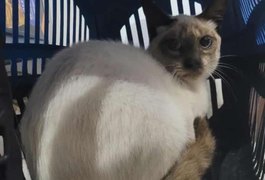 Moradora do bairro Brasília busca tutor de gata encontrada no quintal de casa