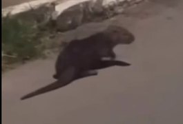 Moradores de Arapiraca são surpreendidos com aparição de lontra pelas ruas da cidade; assista