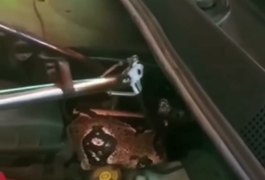 Cobra é encontrada em motor de carro em Marechal Deodoro