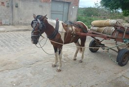 Jovem foge com cavalo e carroça de homem que estava trabalhando em residência, em Arapiraca