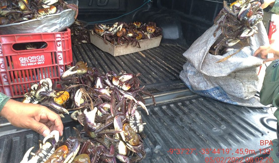 Mais de 650 caranguejos-uçá são encontrados em feiras de Maceió e devolvidos à natureza em operação