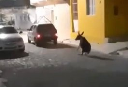 Motorista que arrastou jegue trabalhava em secretaria de Pariconha