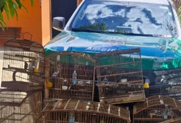 Homens são presos com espingardas e 25 aves silvestres durante operação, em Alagoas