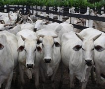 Adeal abre oficialmente a campanha de vacinação contra aftosa